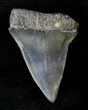 Large Fossil Mako Shark Tooth - #20759-1